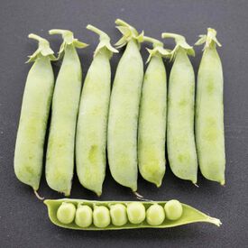 Bolero, Pea Seeds